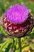 Globe artichoke (Cynara scolymus) flower, Sarthe, France