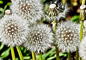 Common dandelion (Taraxacum officinale) seeds, France