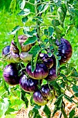 Violet Jasper black tomato, Arche de la nature, Le Mans Métropole, Sarthe, France