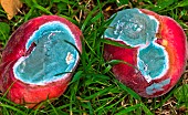 Mould on flat peaches that have fallen into the grass, Sarthe, France