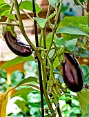 Eggplant (Solanum melongena), Sarthe, France