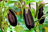 Eggplant (Solanum melongena), Sarthe, France