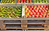 Agricultural show stall, arboriculturist exhibiting his fruit Pommes et Poires Sarthoises from Leroy Oize, Sarthe, France