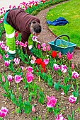 Woman in a bed of Tulips, Le Mans, Sarthe, France