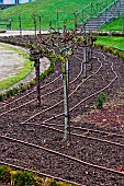 Drip pipes for irrigation of the Jardin des Plantes, Le Mans, Sarthe, France