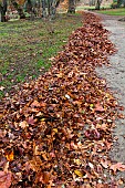 Leaf cleaning at the Jardin des Plantes, Le Mans, Sarthe, France