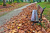 Dead leaves and a bench in an alley of the Jardin des Plantes, Le Mans, Sarthe, France