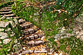 Moss on a low stone wall and dead leaves on a stone staircase, Sarthe, France
