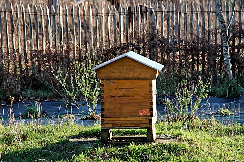 Beehive_in_winter_Sarthe_France