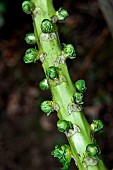 Brussels sprouts (Brassica oleracea gemmifera), small sprouts forming on the stem, Sarthe, France