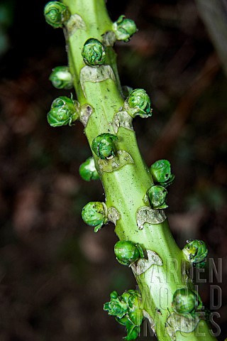 Brussels_sprouts_Brassica_oleracea_gemmifera_small_sprouts_forming_on_the_stem_Sarthe_France