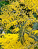 Mimosa branch in bloom in winter, Sarthe, Pays de la Loire, France