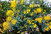 Mimosa branch in bloom in winter, Sarthe, Pays de la Loire, France