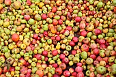 Cider apples, Sarthe, France