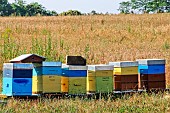 Beehives with bees in the countryside, Sarthe, France