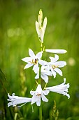St-Brunos lily (Paradisea liliastrum), La Grave, upper Romanche valley, Hautes-Alpes, France