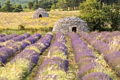 Borie in a lavender field, Ferrassières, Pays de Sault, Drôme provençale, Drôme, France