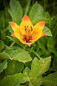 Orange lily (Lilium bulbiferum) towards the Col de lÉterpat (1947 m), La Salette-Fallavaux, Isère, France