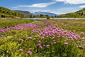 Thrift (Armeria alpina) flowerbed, Taillefer massif, hike to the Plateau des Lacs via the GR 50 long-distance hiking trail, Lac de lAgneau (2039 m), la Matheysine, Oisans, Isère, France