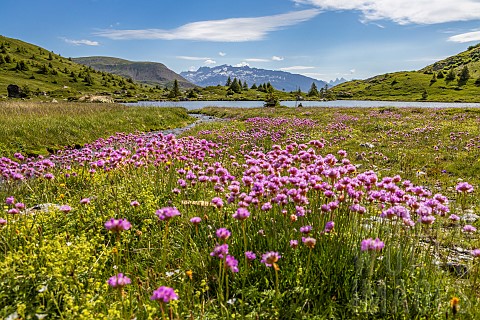 Thrift_Armeria_alpina_flowerbed_Taillefer_massif_hike_to_the_Plateau_des_Lacs_via_the_GR_50_longdist