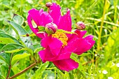 Peony Kojiki, Paeonia lactiflora Kojiki, Breeder : Millet 1926, flower