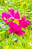Peony Kojiki, Paeonia lactiflora Kojiki, Breeder : Millet 1926, flower