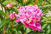 Herbaceous peony Alexandre Dumas, Paeonia lactiflora Alexandre Dumas, Breeder : Guérin 1862, flowers
