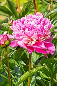 Herbaceous peony Alexandre Dumas, Paeonia lactiflora Alexandre Dumas, Breeder : Guérin 1862, flowers