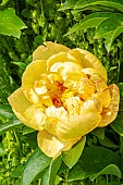 Tree peony Lollipop,Paeonia itoh Lollipop, flower