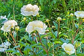 Herbaceous peony Carrara, Paeonia lactiflora Carrara, flower