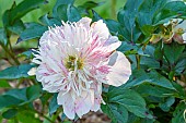 Herbaceous peony Do Tell, Paeonia lactiflora Do Tell, flower