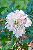 Herbaceous peony Do Tell, Paeonia lactiflora Do Tell, flower