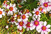 Pink Tickseed Sweet Dreams, Coreopsis rosea Sweet Dreams, flowers