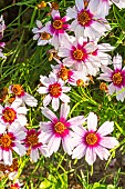 Pink Tickseed Sweet Dreams, Coreopsis rosea Sweet Dreams, flowers