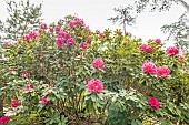 Rhododendron Germania in bloom