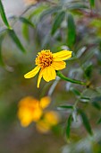 Lemmons Marigold (Tagetes lemmonii) flower in winter