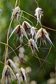 Winter wild oat (Avena sterilis), Bouches-du-Rhone, France