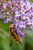 Hornet Mimic Hoverfly (Volucella zonaria) female feeding on Orange eye butterfly bush (Buddleja davidii) flowers, Savoie, France