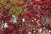 Black bearberry (Arctostaphylod alpina ) on the tundra between Fairbanks and Circle in the White Mountains, Alaska, USA