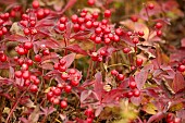 Black bearberry (Arctostaphylod alpina ) on the tundra between Fairbanks and Circle in the White Mountains, Alaska, USA