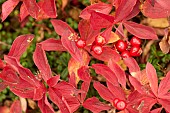 Black bearberry (Arctostaphylod alpina ) on the tundra between Fairbanks and Circle in the White Mountains, Alaska, USA