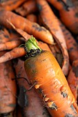 Close-up of a carrot in the Potiront shared garden. Collective garden of the association Les Potiront, organic and shared market gardening near Lyon, Décines, France.