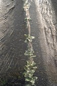 Bean plant under canvas in the Potiront shared garden. Collective garden of the association Les Potiront shared organic market gardening near Lyon, Décines, France.