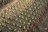 Young lambs lettuce plant just planted in the Potiront shared garden. Collective garden of the association Les Potiront shared organic market gardening near Lyon, Décines, France.