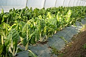 Chard plants in the ground under a tunnel greenhouse in a shared garden. Collective garden of the association Les Potiront, organic and shared market gardening near Lyon, Décines, France.