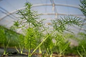 Fennel plants in the ground under a tunnel greenhouse in winter in a shared garden. Collective garden of the association Les Potiront, organic and shared market gardening near Lyon, Décines, France.