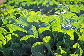 Cabbage leaves against the light in collective garden of the association Les Potiront shared organic market gardening near Lyon, Décines, France.