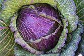 Red cabbage plant in a shared garden. Collective garden of the association Les Potiront, organic and shared market gardening near Lyon, Décines, France.