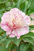 Herbaceous peony, Paeonia lactiflora Do Tell, flowers