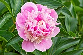Herbaceous peony, Paeonia lactiflora Mme Emile Débatène, fleur